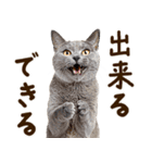 いのる猫（個別スタンプ：20）
