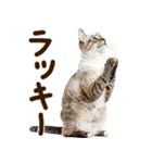 いのる猫（個別スタンプ：21）