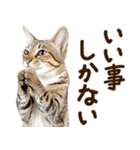いのる猫（個別スタンプ：22）