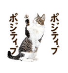 いのる猫（個別スタンプ：23）