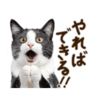 いのる猫（個別スタンプ：24）