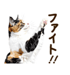 いのる猫（個別スタンプ：25）
