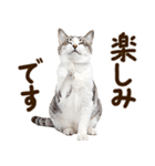 いのる猫（個別スタンプ：27）
