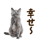 いのる猫（個別スタンプ：28）