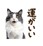 いのる猫（個別スタンプ：29）