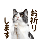 いのる猫（個別スタンプ：30）