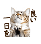 いのる猫（個別スタンプ：31）