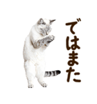 いのる猫（個別スタンプ：32）