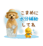 癒しプードルの「夏」の毎日（個別スタンプ：14）