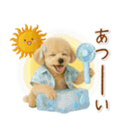 癒しプードルの「夏」の毎日（個別スタンプ：17）