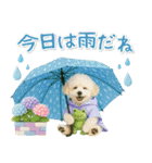 癒しプードルの「夏」の毎日（個別スタンプ：25）