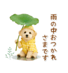 癒しプードルの「夏」の毎日（個別スタンプ：26）