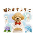 癒しプードルの「夏」の毎日（個別スタンプ：29）