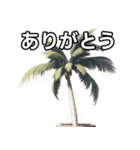 【おしゃべり用】ヤシの木（個別スタンプ：3）