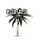 【おしゃべり用】ヤシの木（個別スタンプ：6）