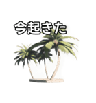 【おしゃべり用】ヤシの木（個別スタンプ：13）
