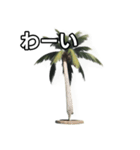 【おしゃべり用】ヤシの木（個別スタンプ：14）