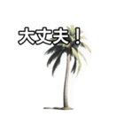 【おしゃべり用】ヤシの木（個別スタンプ：15）