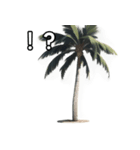 【おしゃべり用】ヤシの木（個別スタンプ：17）