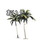 【おしゃべり用】ヤシの木（個別スタンプ：19）