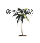 【おしゃべり用】ヤシの木（個別スタンプ：21）