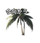 【おしゃべり用】ヤシの木（個別スタンプ：26）