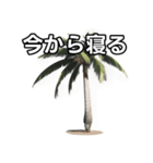 【おしゃべり用】ヤシの木（個別スタンプ：34）