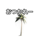 【おしゃべり用】ヤシの木（個別スタンプ：35）