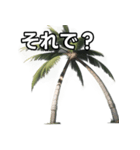 【おしゃべり用】ヤシの木（個別スタンプ：39）