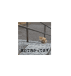 はなまるくーん（個別スタンプ：2）