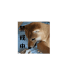 はなまるくーん（個別スタンプ：4）