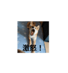 はなまるくーん（個別スタンプ：5）