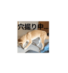 はなまるくーん（個別スタンプ：6）