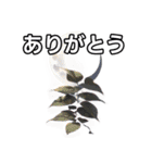 葉月ひまり（個別スタンプ：3）