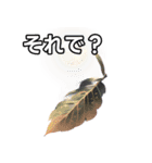 葉月ひまり（個別スタンプ：39）