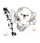 シーズー犬 2025 「天使ちゃん」（個別スタンプ：10）