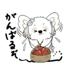 シーズー犬 2025 「天使ちゃん」（個別スタンプ：18）