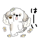 シーズー犬 2025 「天使ちゃん」（個別スタンプ：19）