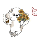 シーズー犬 2025 「天使ちゃん」（個別スタンプ：36）