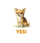 チワワ、chiwawa 2（個別スタンプ：13）