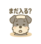 温泉シュナのまったり湯（個別スタンプ：24）