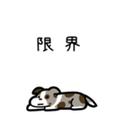 いつでも使えるボーダーコリー（茶マール）（個別スタンプ：8）