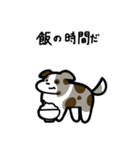 いつでも使えるボーダーコリー（茶マール）（個別スタンプ：21）