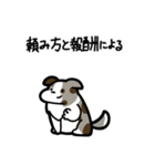 いつでも使えるボーダーコリー（茶マール）（個別スタンプ：28）