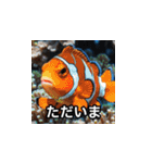 どうぶつ表情スタンプ（個別スタンプ：16）