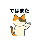 毎日の猫リアクション – かわいくて面白い（個別スタンプ：31）