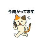 毎日の猫リアクション – かわいくて面白い（個別スタンプ：36）