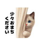 【ずっと使える】敬語で毎日ラグドール（個別スタンプ：29）