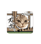 マイキャッ2ー3（個別スタンプ：1）