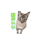 むぎるる（個別スタンプ：5）